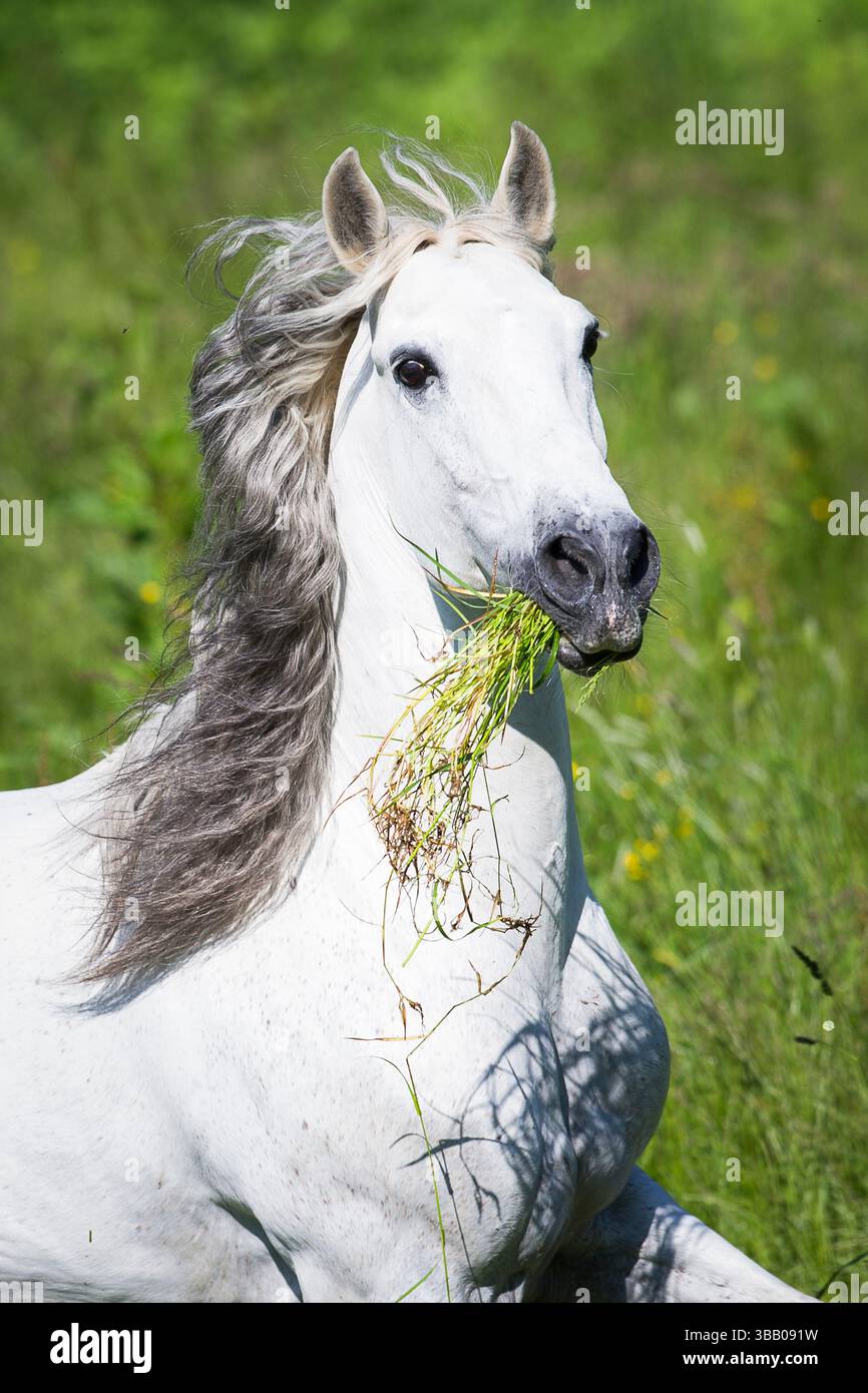 Lusitano. Ritratto di stallone grigio con erba in bocca. Germania Foto Stock