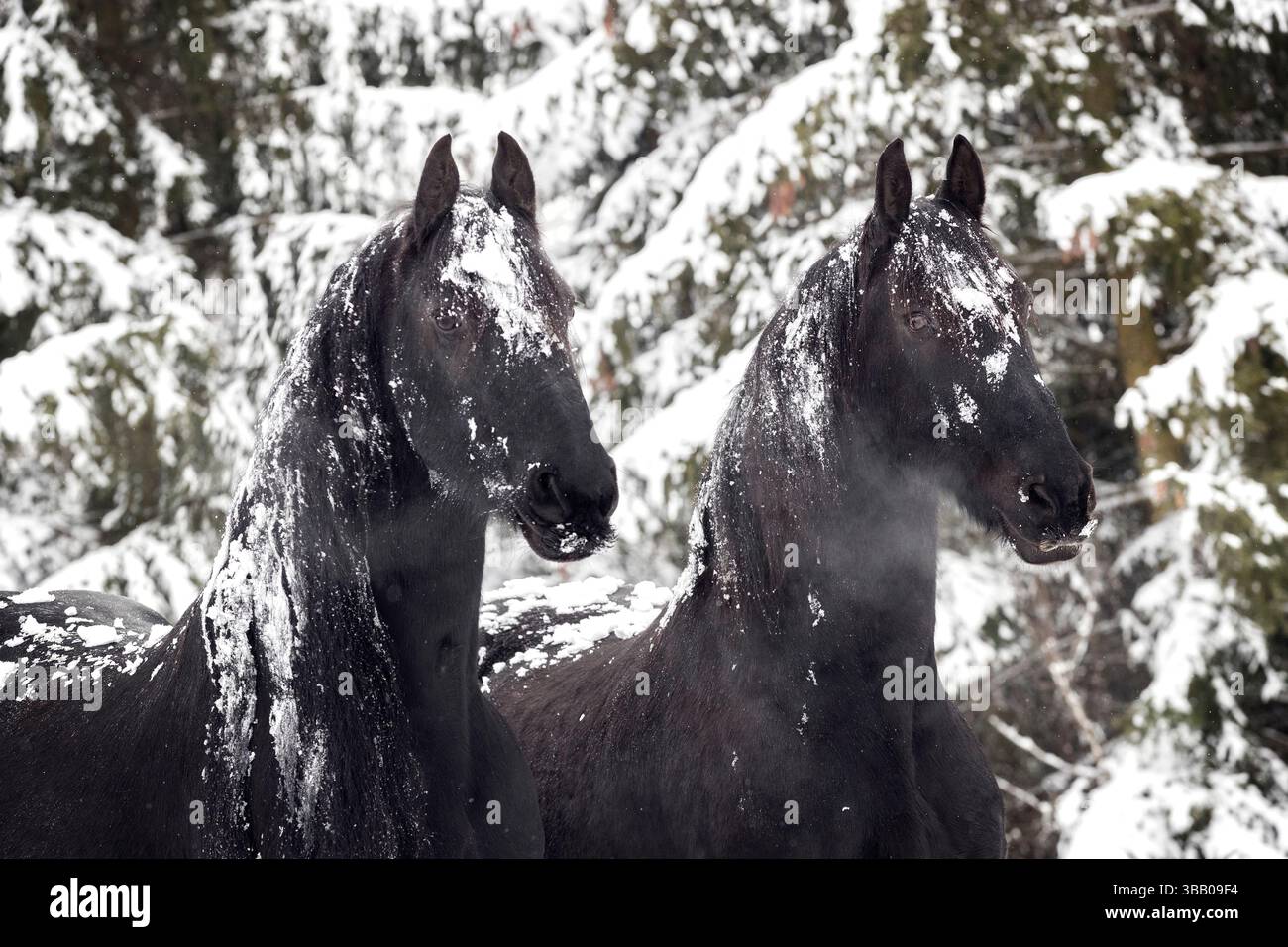 Cavallo frisone. Due cavalli nella neve. Austria Foto Stock
