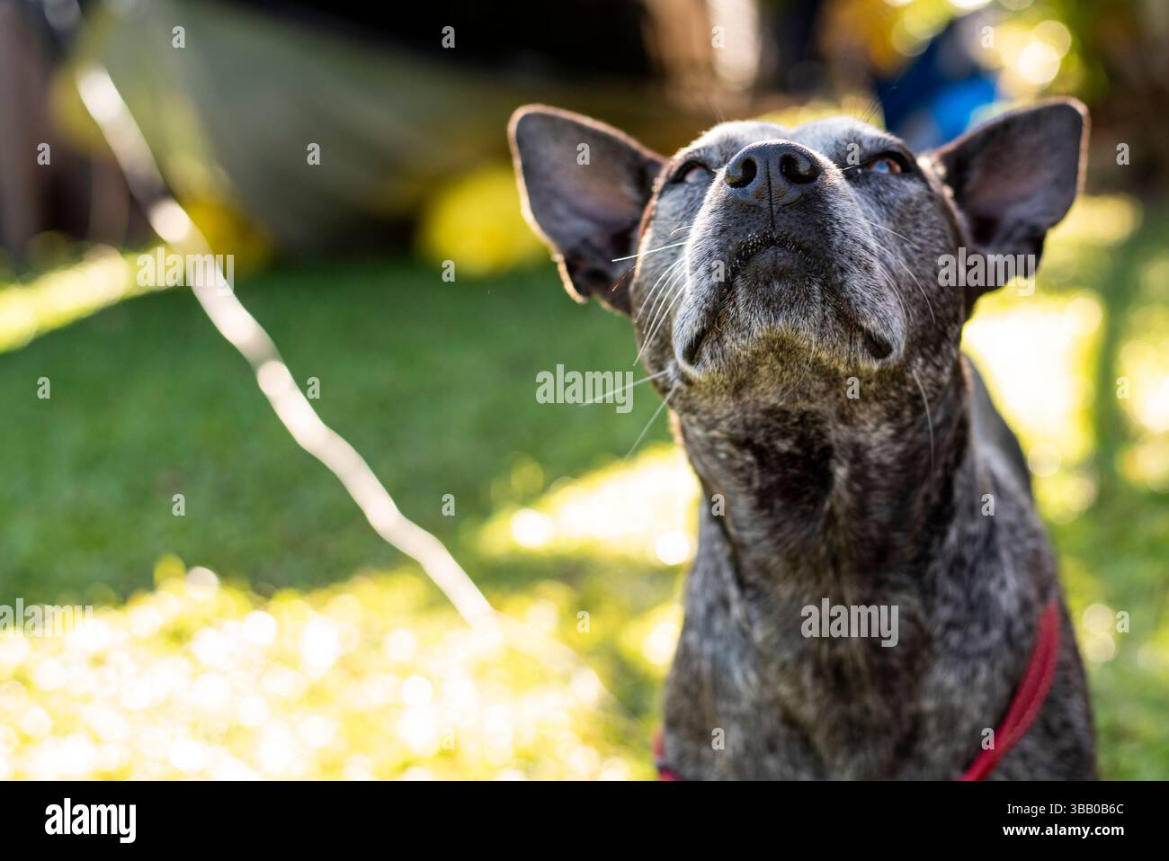 ritratto di un cane heeler blu da vicino Foto Stock