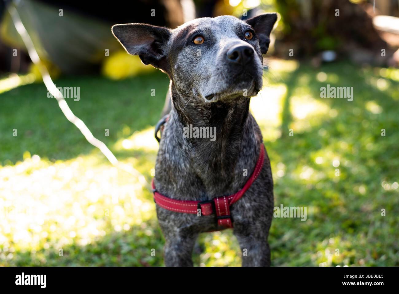 ritratto di un cane heeler blu da vicino Foto Stock