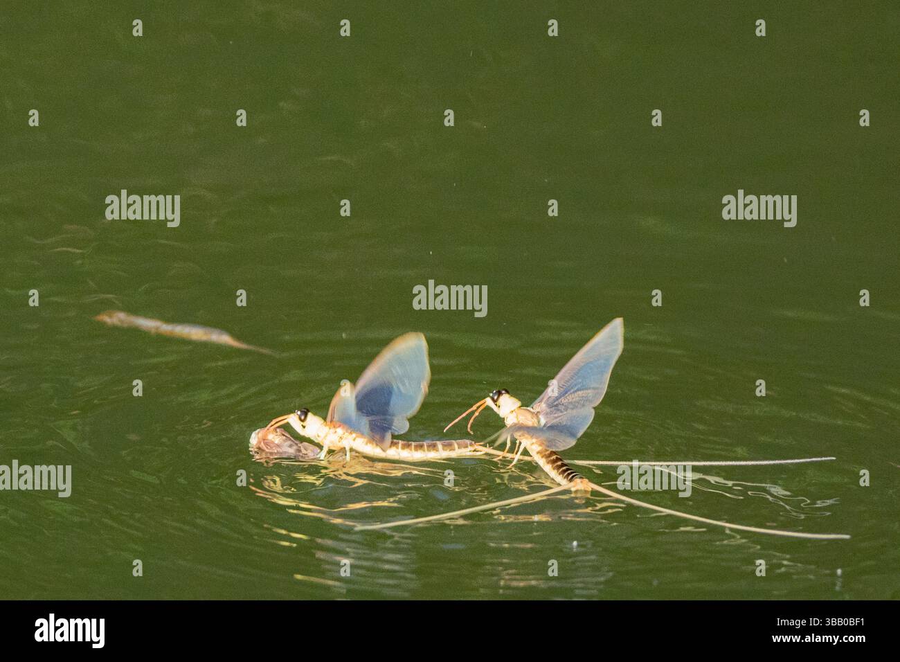 Tisza Mayfly (Palingenia longicauda). Uomini in volo, fiume Tisza, Ungheria Foto Stock