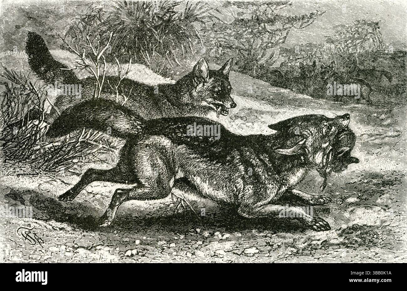 CAPE JACKAL - ( Canis mesomelas ) - gruppo di Cape Jackals nell'incisione della savana dell'Africa orientale Foto Stock