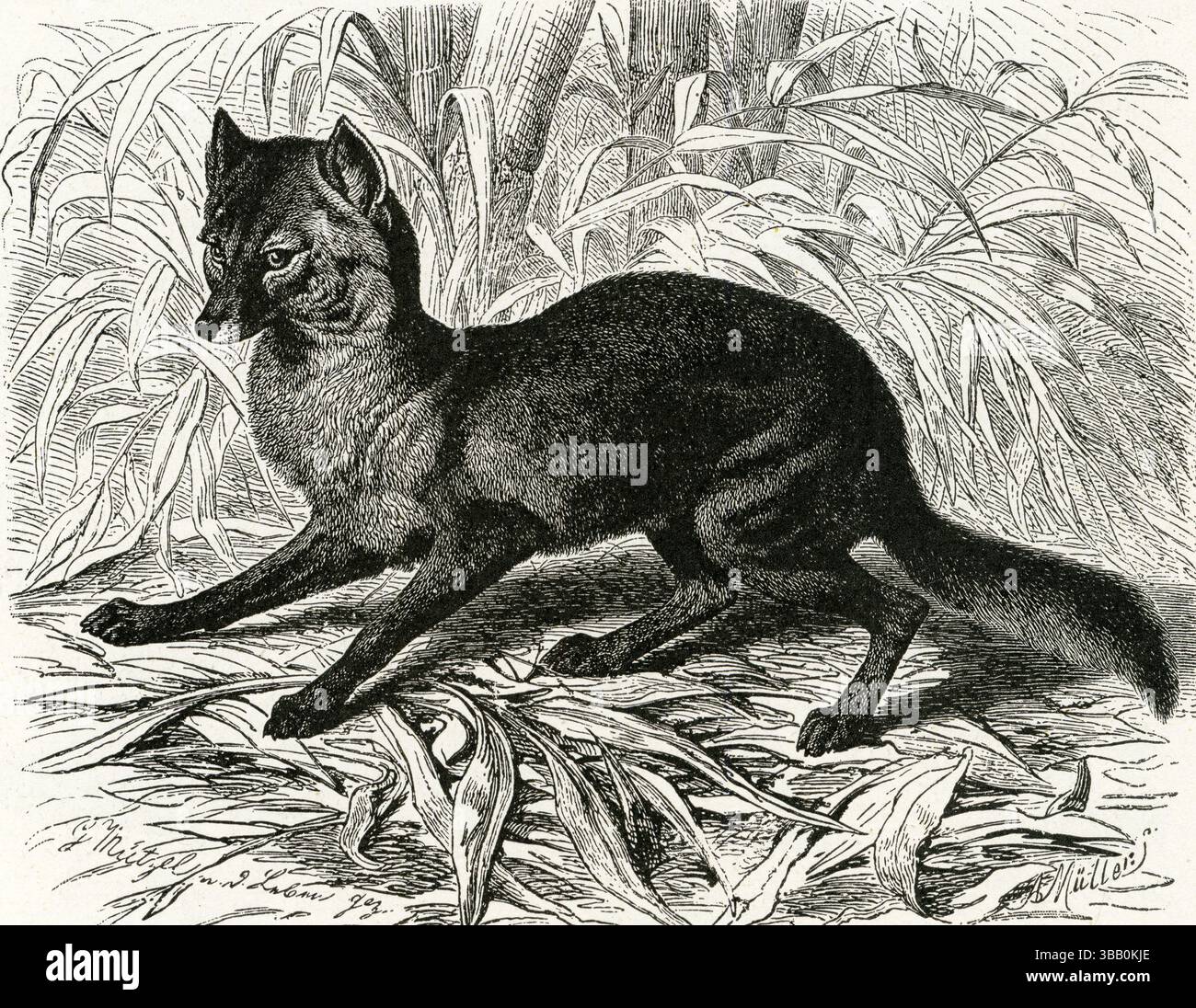 IL GIACALLO ( Canis aureus ) - Giacallo d'oro (Canis aureus) in notturna Prowl - incisione d'epoca del XIX secolo Foto Stock