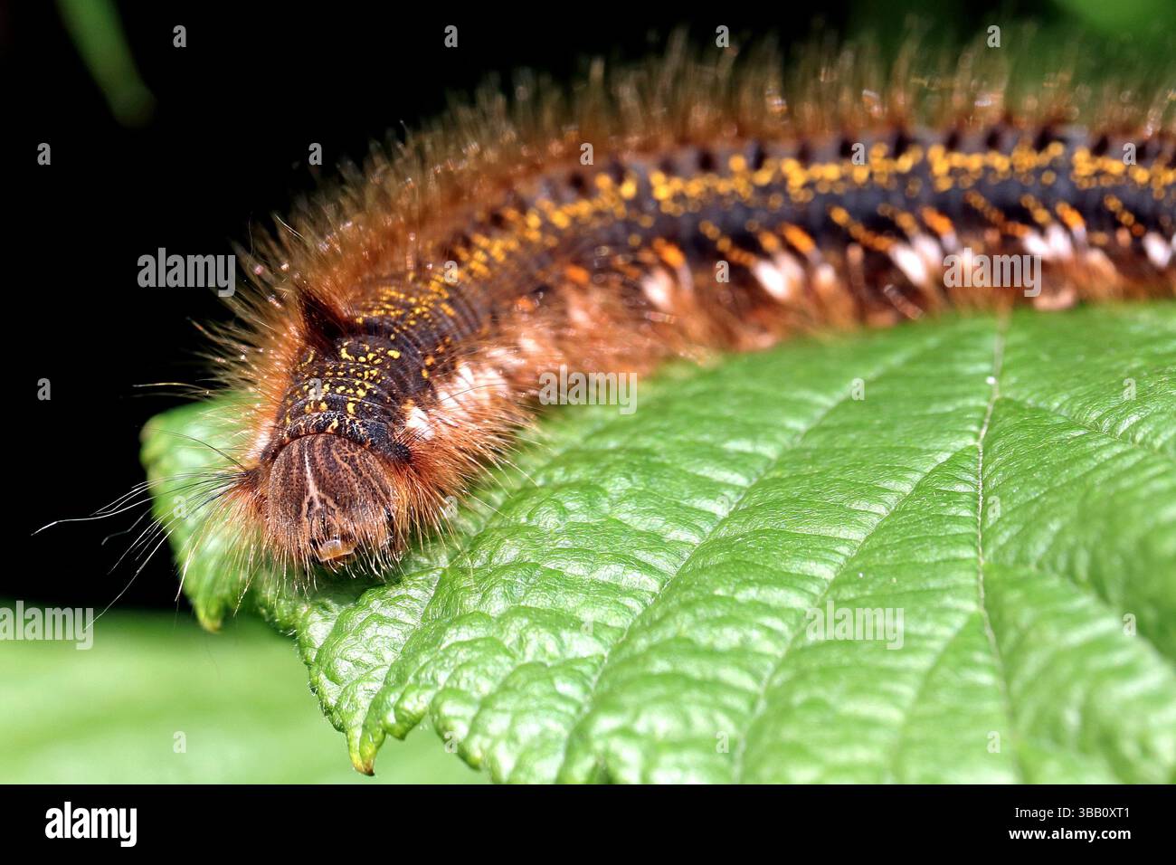 Caterpillar del Drinker Moth, Euthrix potatoria. Foto Stock