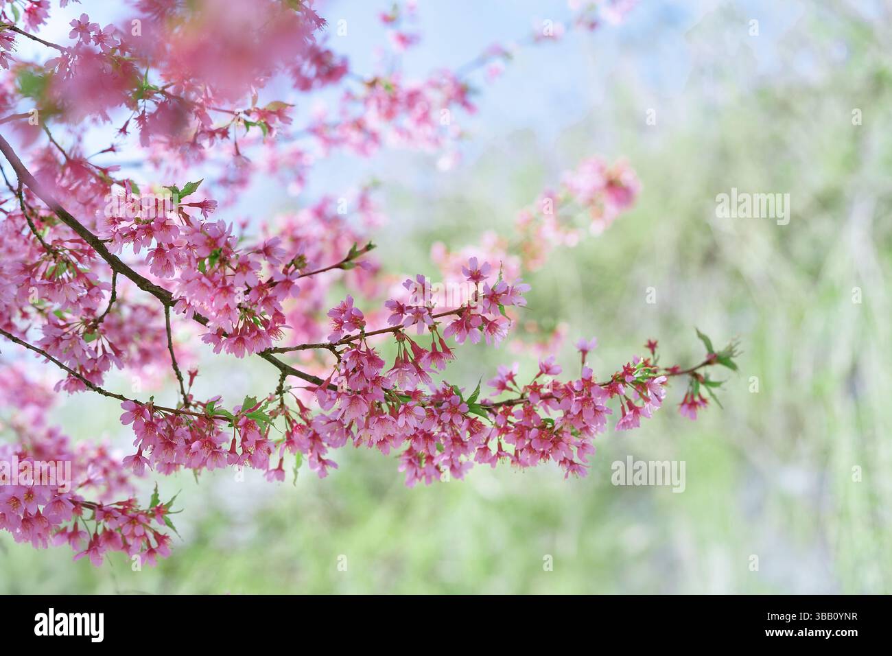 I delicati fiori di ciliegio rosa fioriscono sui rami durante la primavera, creando un'atmosfera serena in un giardino. I colori tenui si fondono in modo splendido Foto Stock