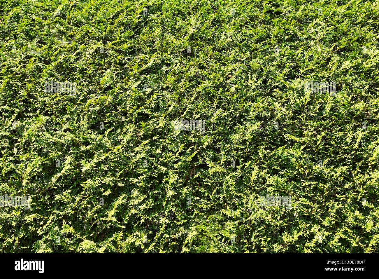 Primo piano di Thuja occidentalis verde brillante - Cedar Tree Hedge, Quebec, Canada Foto Stock