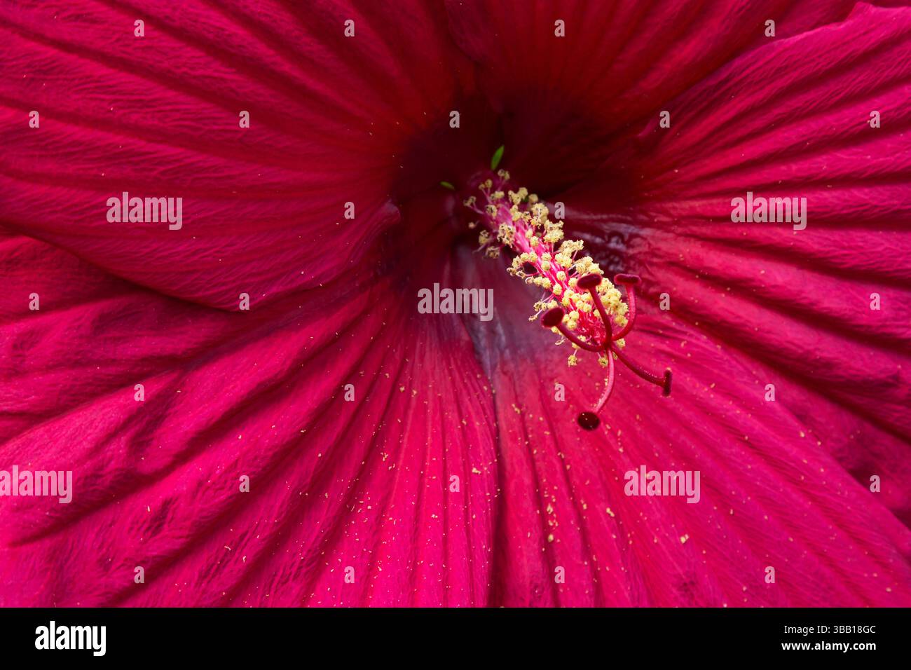 Primo piano estremo di stigmi e stami su Hibiscus 'Fireball' - fiore di Malva rosa in estate. Foto Stock