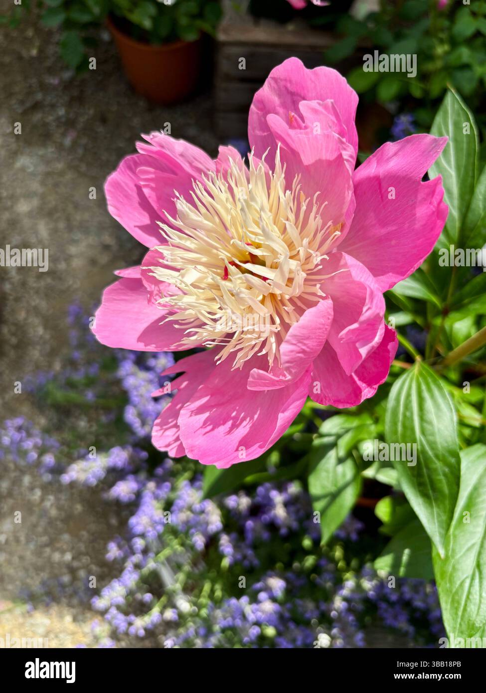 Fiore di peonia. Le peonie rosa fioriscono nel giardino estivo. Peonie in fiore. Perfetto per temi floreali e botanici. Concetto di giardinaggio. Foto Stock