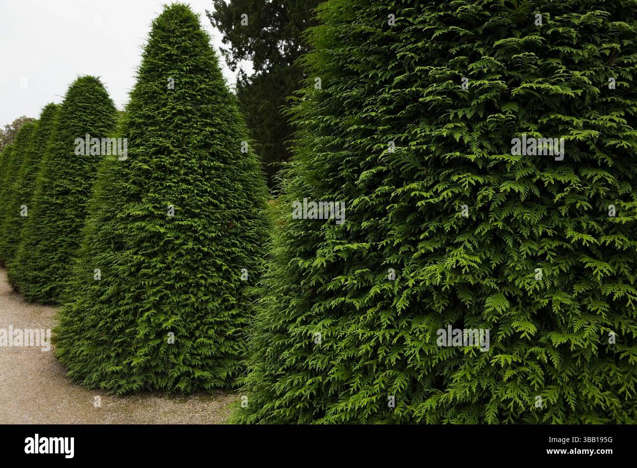 Fila di Thuja piramidale rifilata - alberi di cedro in giardino nel palazzo di Schwetzingen a fine estate, Schwetzingen, Baviera, Germania. Foto Stock