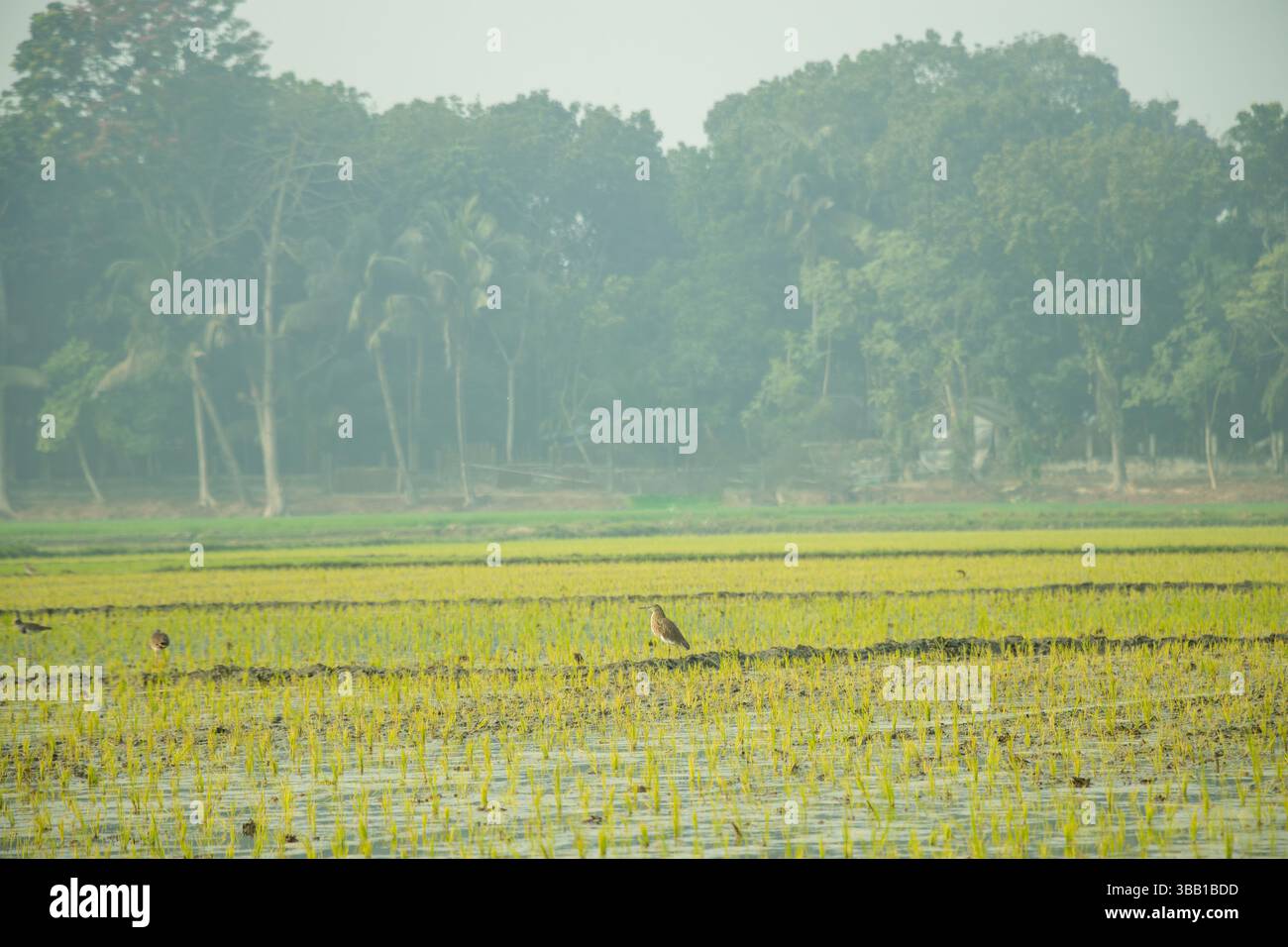 Un aironi si erge alto e fermo in una risaia, le sue lunghe gambe in acqua e il collo ricurvano con grazia. Con gli occhi affilati e un becco avvelenato, guarda Foto Stock