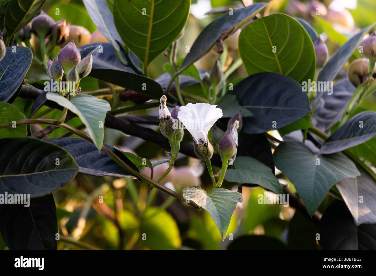 Camonea umbellata, della famiglia Morning Glory. Hogvine è una vite intrecciata, erbacea, più o meno pelosa, con steli sottili Foto Stock