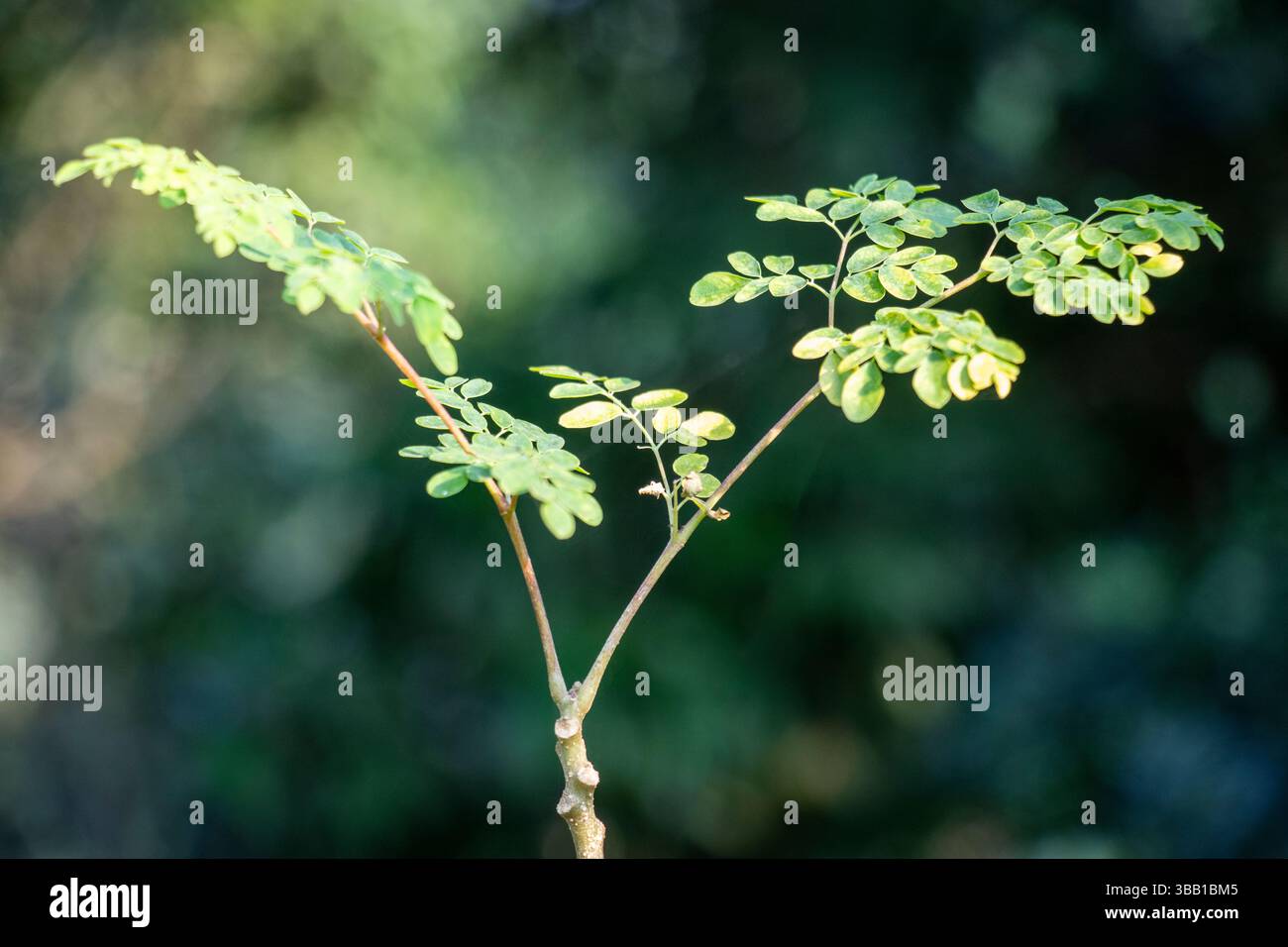 Moringa oleifera. Albero della bacchetta, albero dei miracoli, albero dei rafani, albero dell'olio di Ben. Utilizzato in zuppe o essiccato e macinato in polvere per frullati, tè, e. Foto Stock