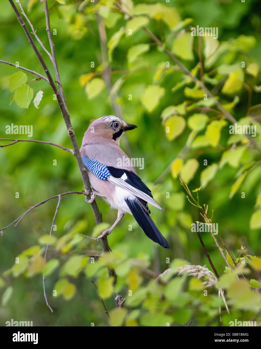 Una ghiandaia eurasiatica (Garrulus glandarius) poggia su un ramo sottile circondato da vibranti foglie primaverili. Il piumaggio marrone-rossastro dell'uccello, l'ala blu brillante Foto Stock