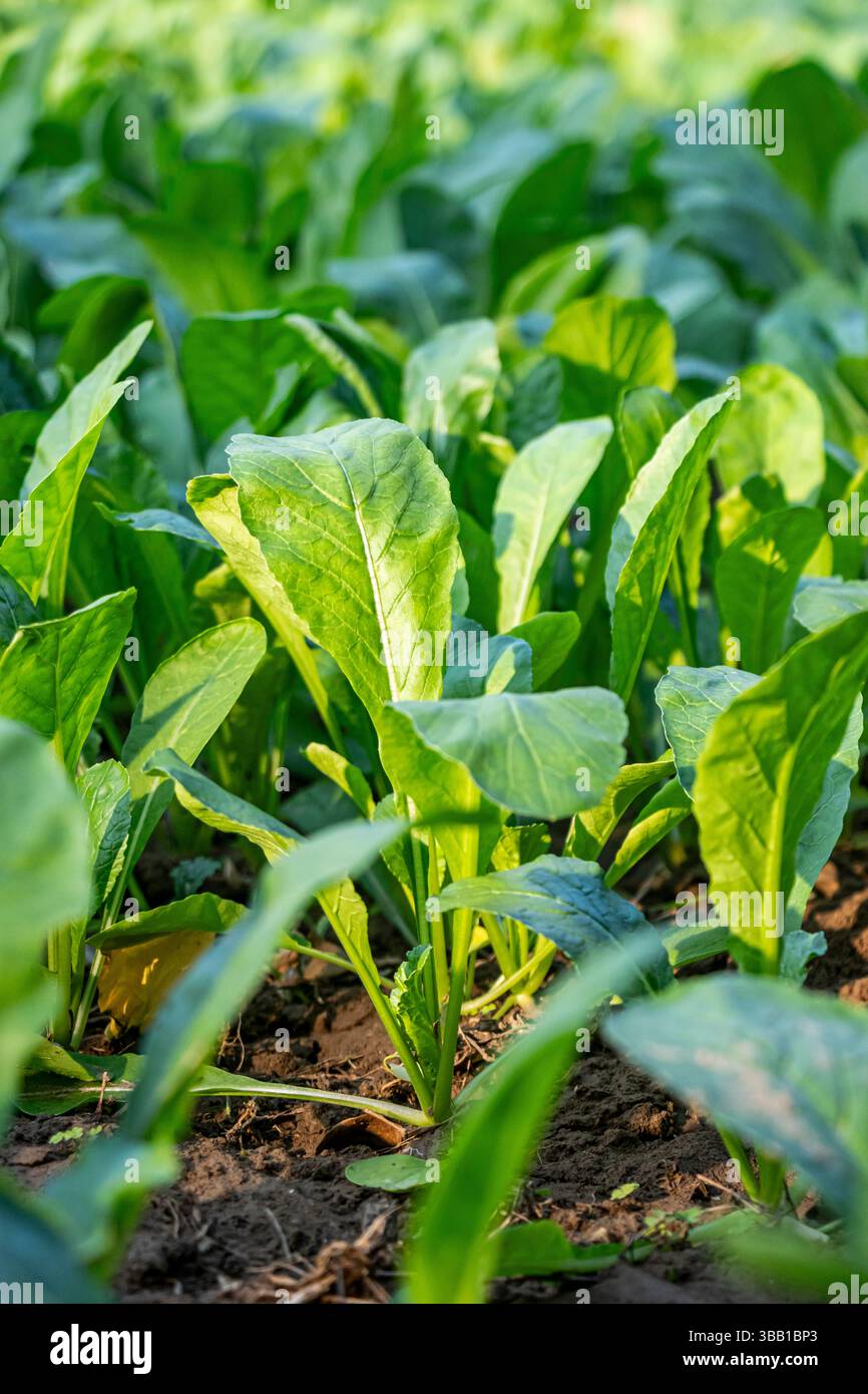 Radish Raphanus sativus. Famiglia delle Brassicaceae Mustard. Ortaggi a radice annuali o biennali. Lascia verde, ruvido e peloso. Fiori piccoli, quattro petali, Foto Stock
