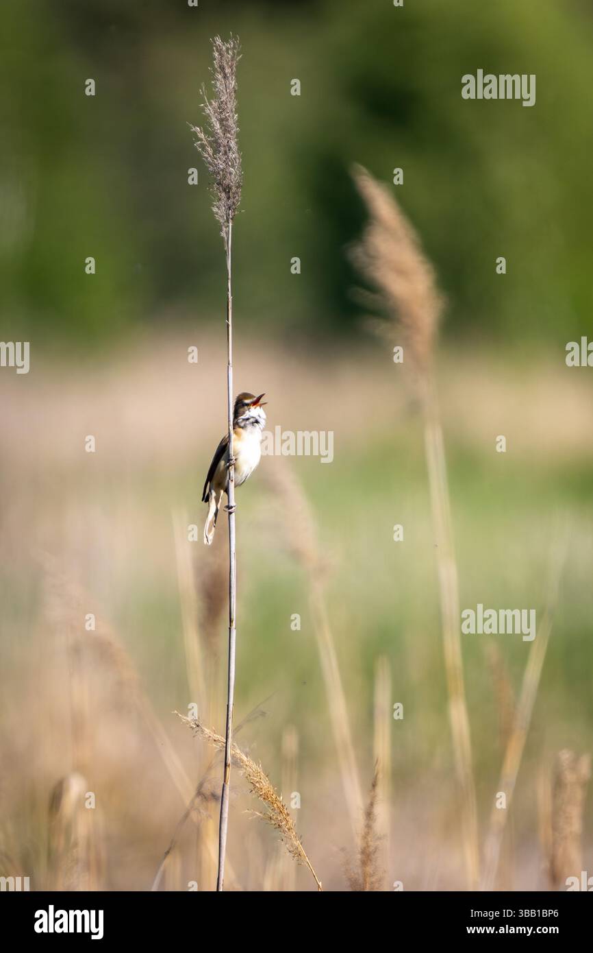 Una parula di canne (Acrocephalus scirpaceus) esegue la sua canzone da uno stelo di canne solitario in una tranquilla zona umida. Lo sfondo morbido e sfocato lo mette in risalto Foto Stock