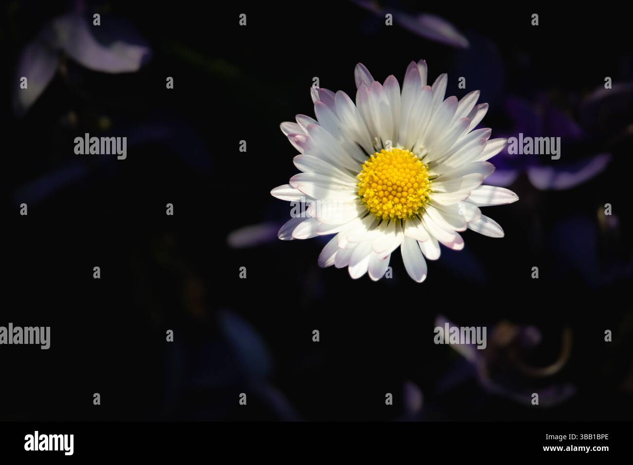 Una comune margherita (Bellis perennis) illuminata da uno stretto fascio di luce su sfondo nero. Questa fotografia botanica minimalista mette in risalto il Foto Stock