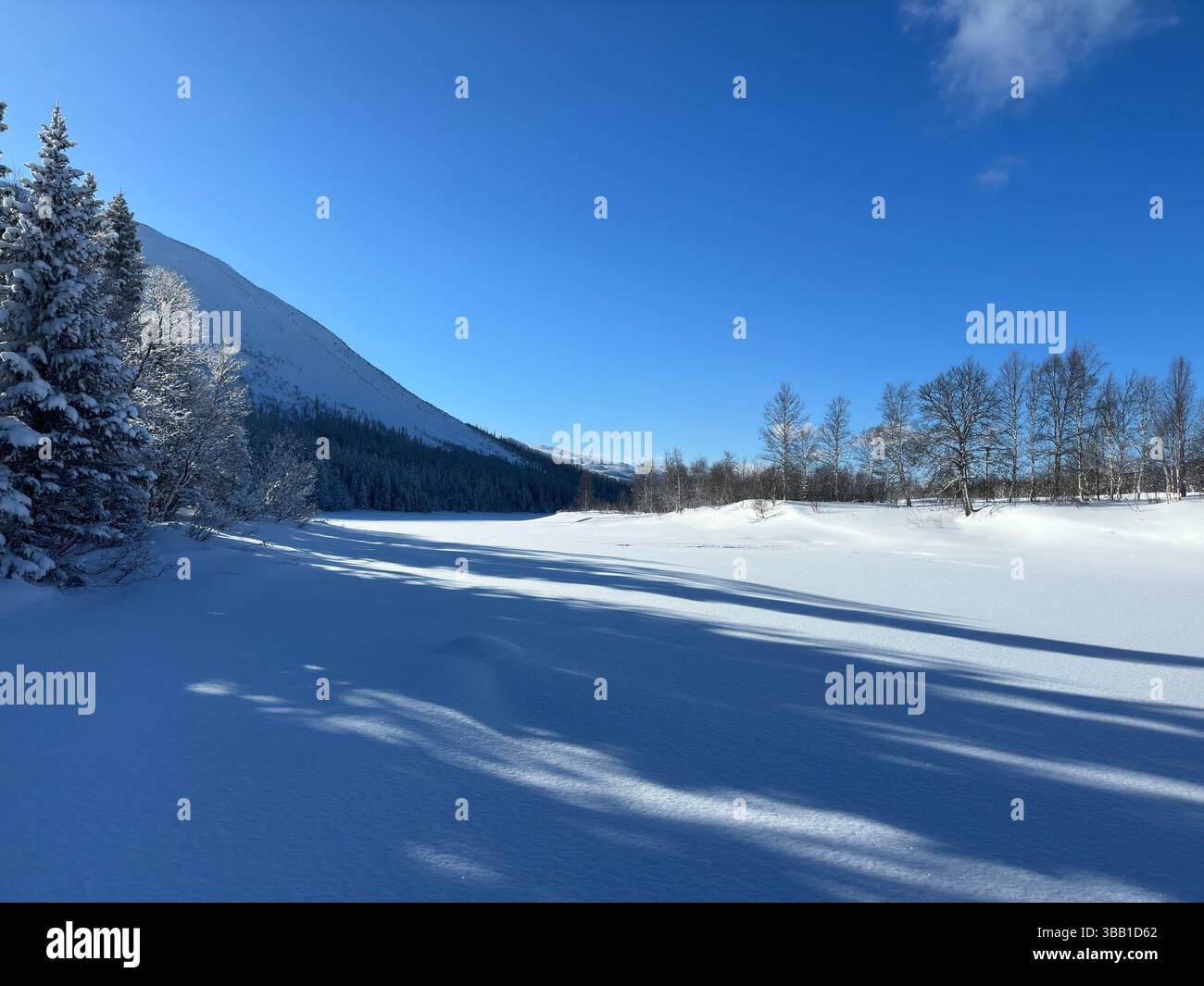 Un ambiente invernale incontaminato nel nord della Svezia con alberi carichi di neve sotto un cielo blu brillante, che creano un'atmosfera tranquilla. Foto Stock