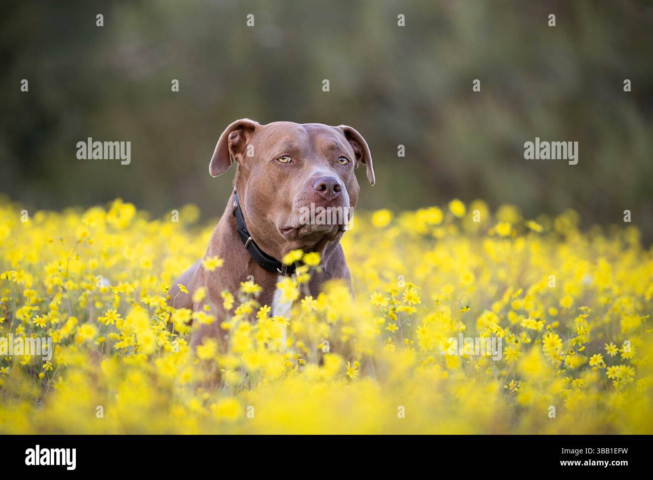 Cane Pitbull in un campo di fiori Foto Stock