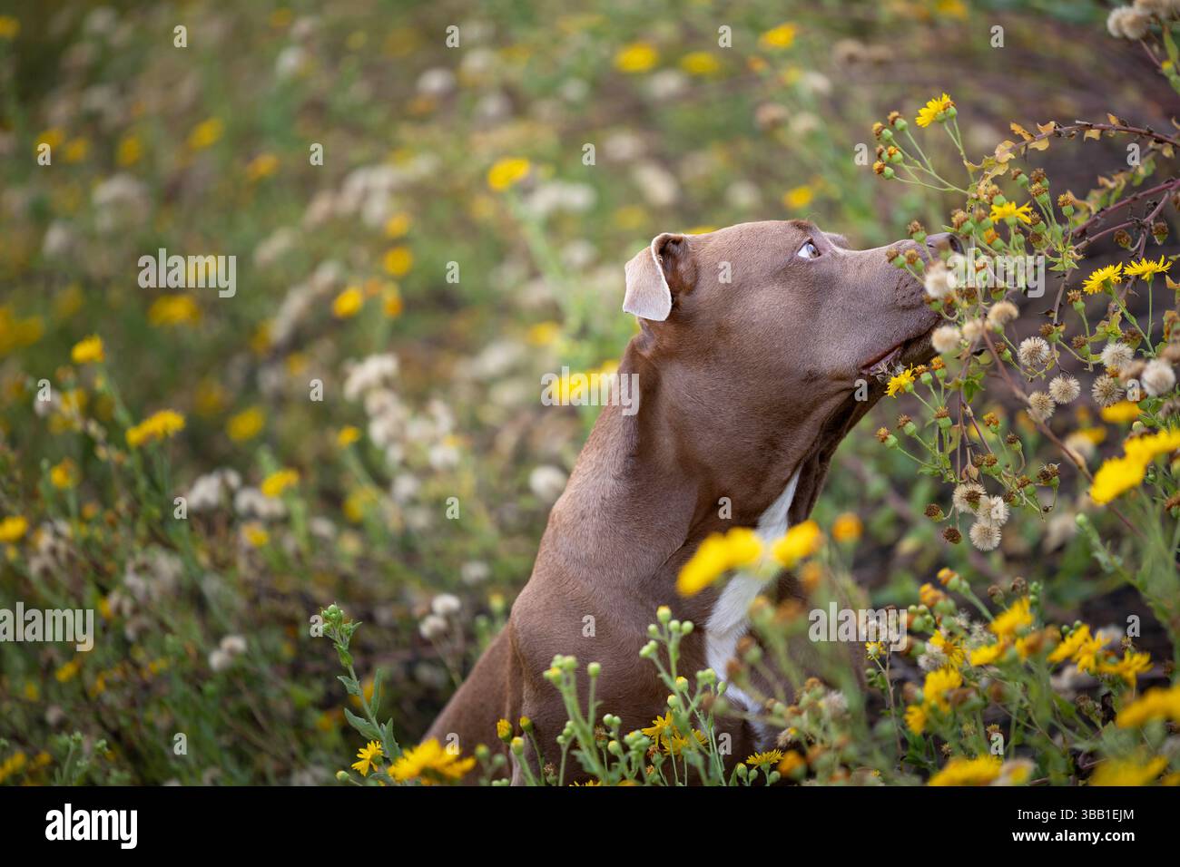 Cane Pitbull in un campo di fiori Foto Stock