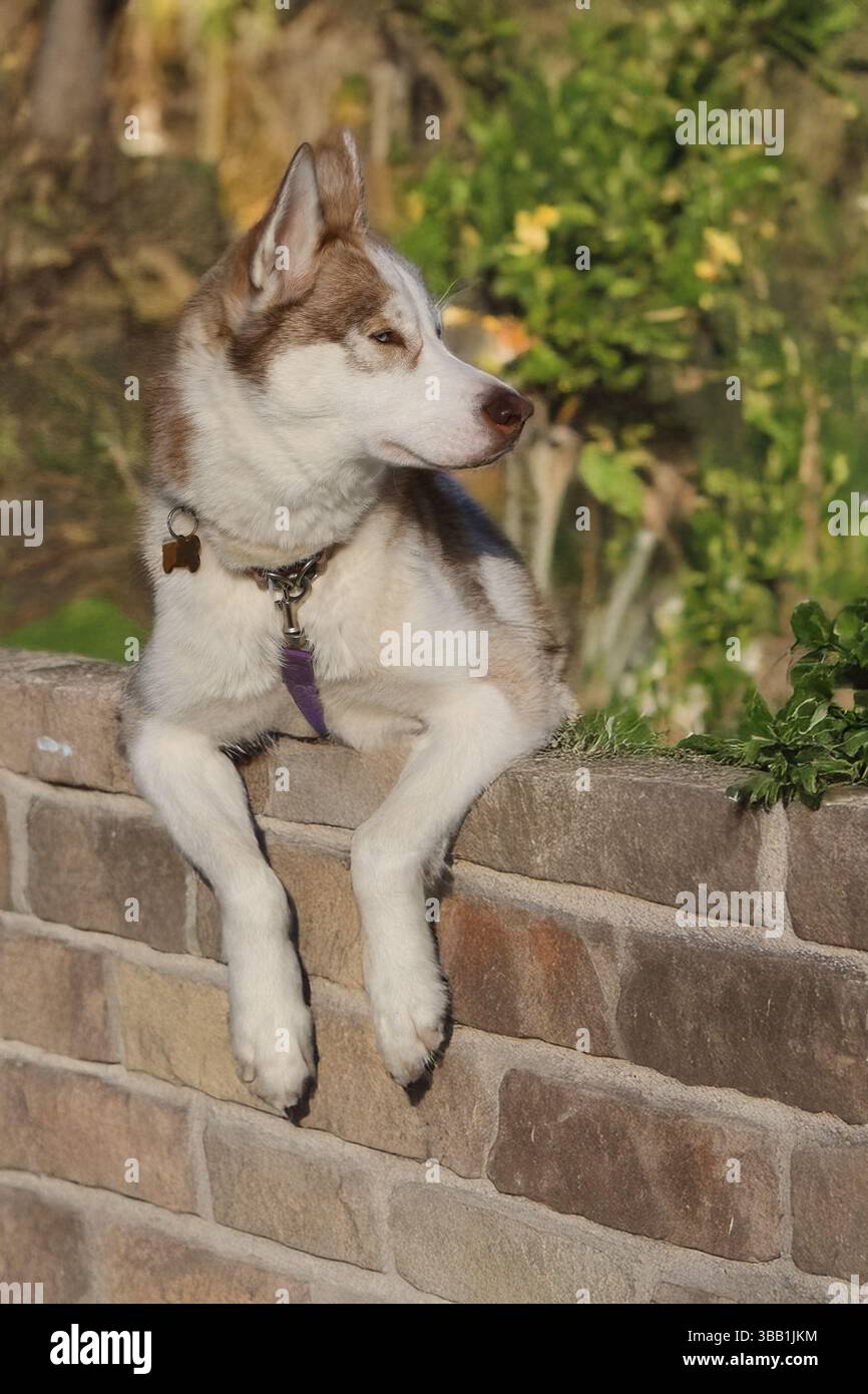 Cane sul muro del giardino Foto Stock