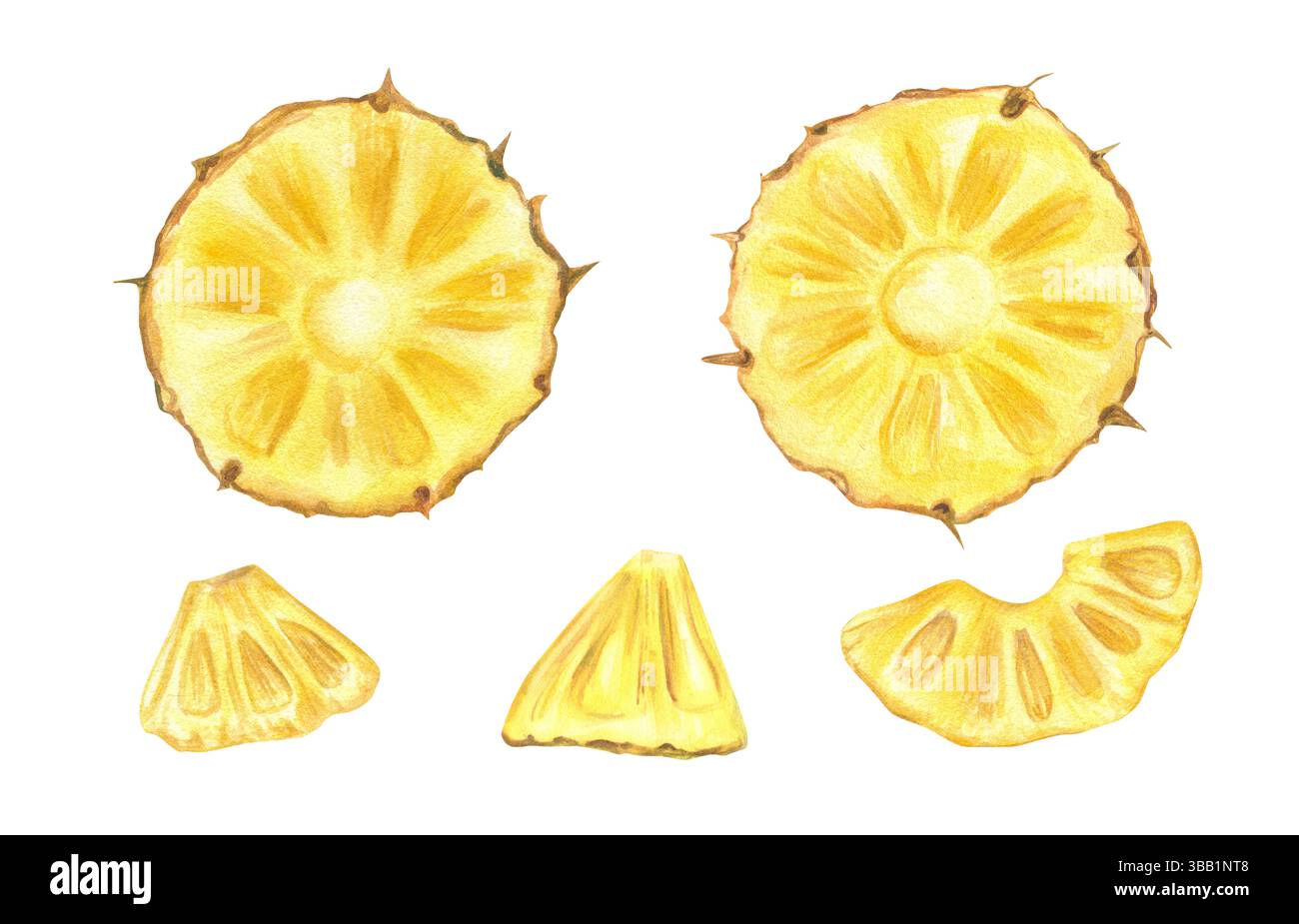 Fette di ananas gialle rotonde Imposta sfondo isolato per illustrazione ad acquerello. Succosa frutta tropicale soleggiata. Clip art dipinte a mano per il confezionamento estivo Foto Stock