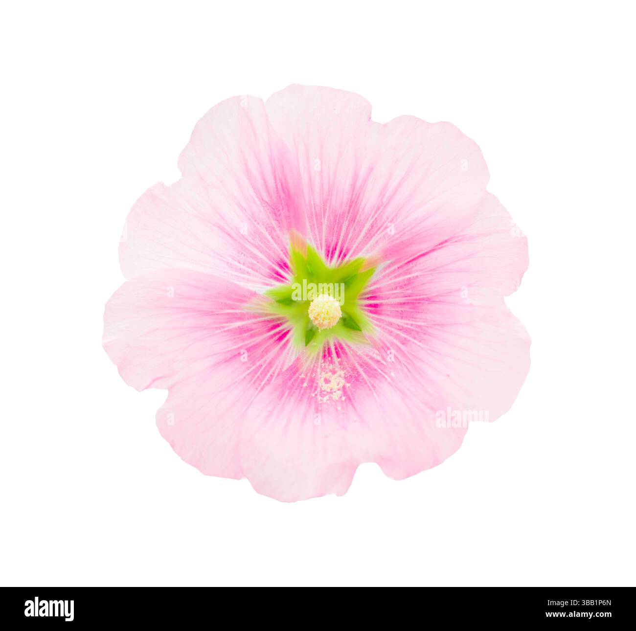 Fiore Hollyhock di colore rosa isolato su sfondo bianco, salva il percorso di ritaglio. Foto Stock