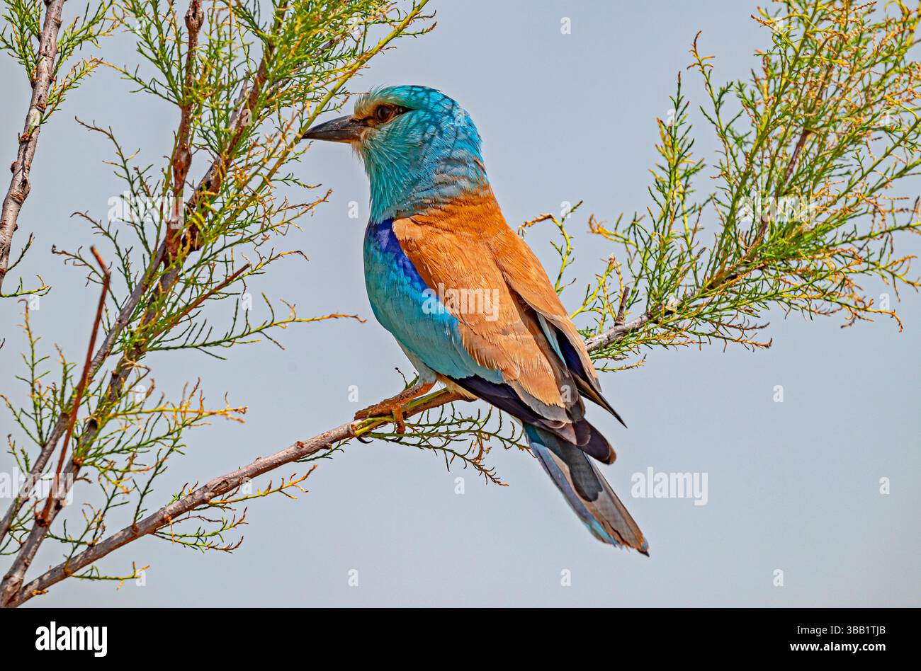 Il rullo europeo (Coracias garrulus) è una specie migrante estiva di Türkiye. Si vede quasi ovunque nel paese in estate. Foto Stock