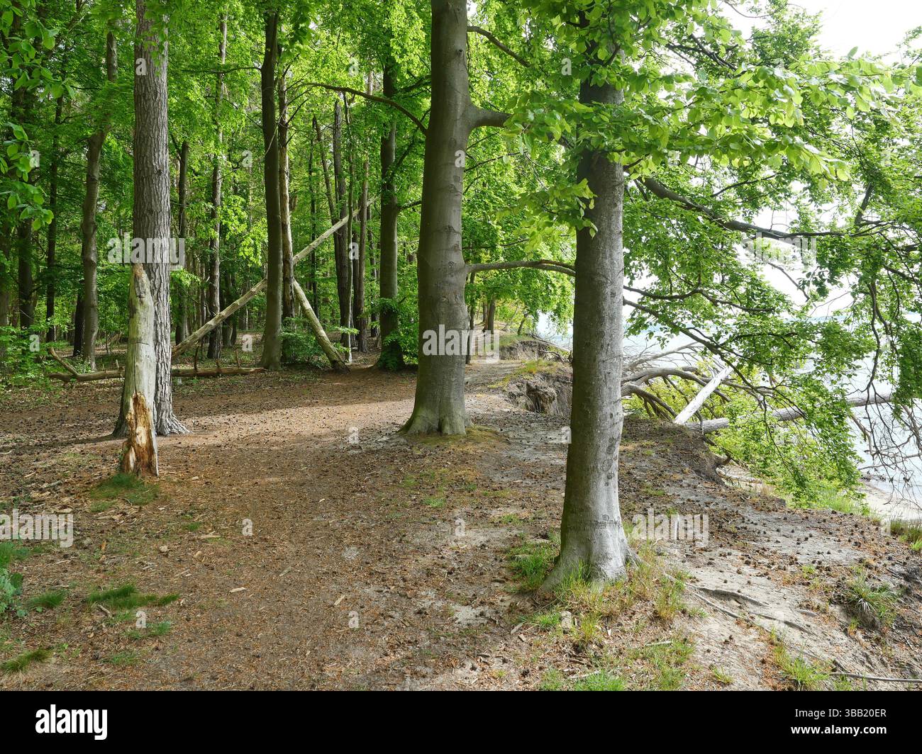 Foresta naturale luminosa al margine della scogliera con deadwood. Habitat per insetti e uccelli. Foto Stock
