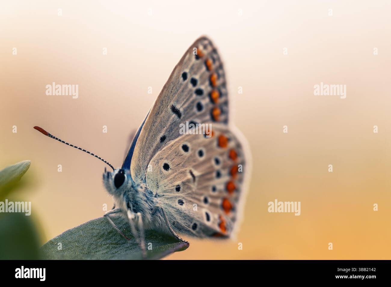 Primo piano Fotografia macro di una piccola farfalla bellezza naturale catturata da vicino Foto Stock