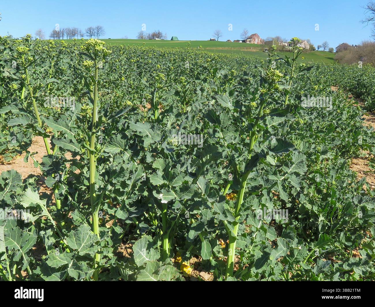 Lussemburgo, zona Eiffel, terreni agricoli su cui sono coltivati broccoli invernali o broccoli di germoglio. Foto Stock