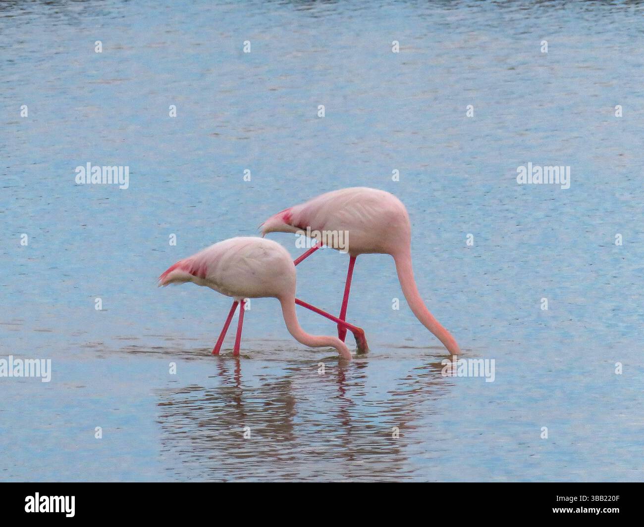 Francia, il Parco ornitologico di Pont de Gau è il posto migliore per vedere il fenicottero europeo (Phoenicopterus ruber). Questi animali mangiano plancton, che t Foto Stock