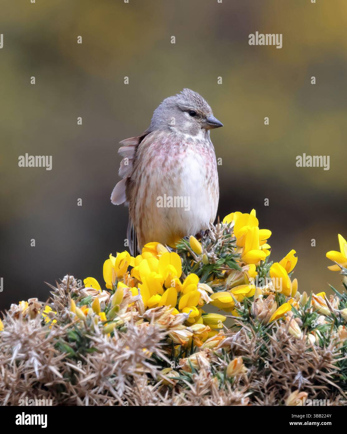Una tigna comune femminile (Linaria cannabina). Foto Stock