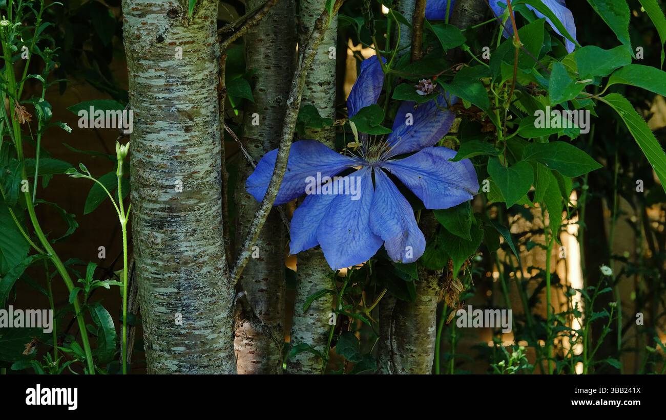 Vibrante fiore viola che fiorisce tra i tronchi di alberi rustici in un giardino lussureggiante Foto Stock