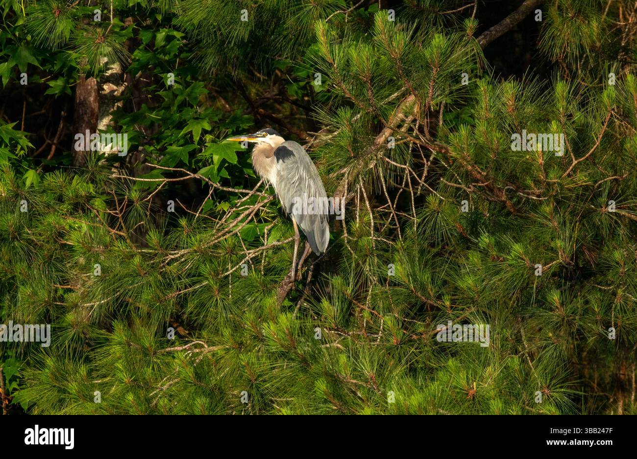 Great Blue Heron nel paesaggio del North Carolina Foto Stock
