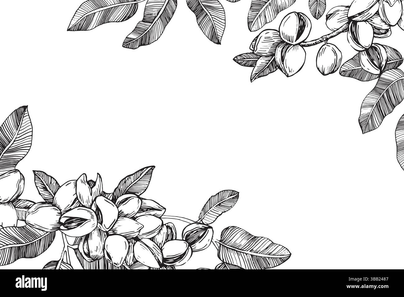 Bordo del ramo del pistacchio con noci e foglie. Illustrazione in bianco e nero vettoriale disegnata a mano Illustrazione Vettoriale