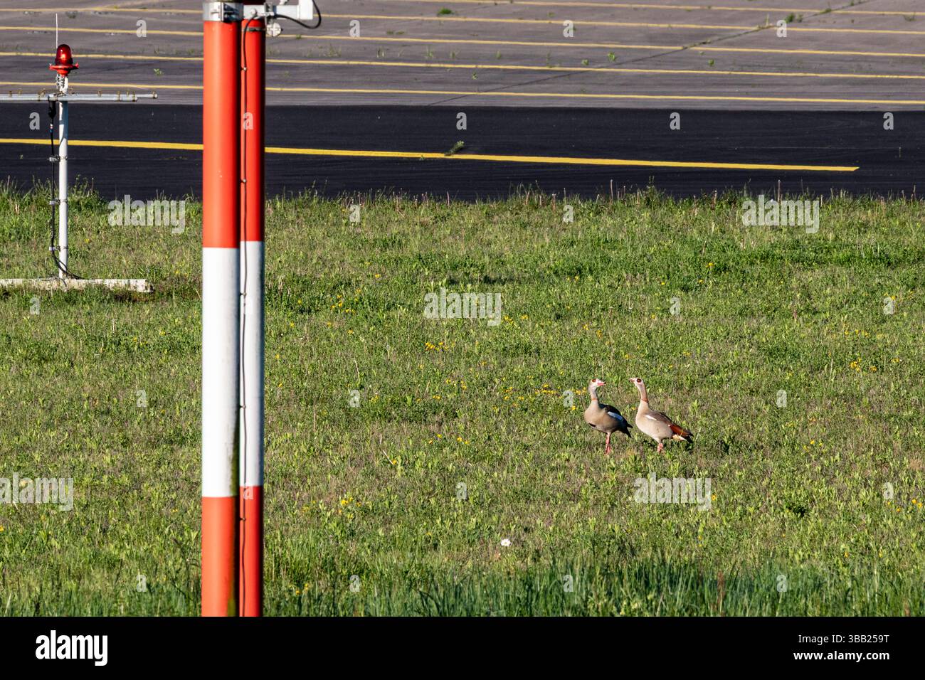 Oche sulla pista dell'aeroporto di Düsseldorf DUS Foto Stock
