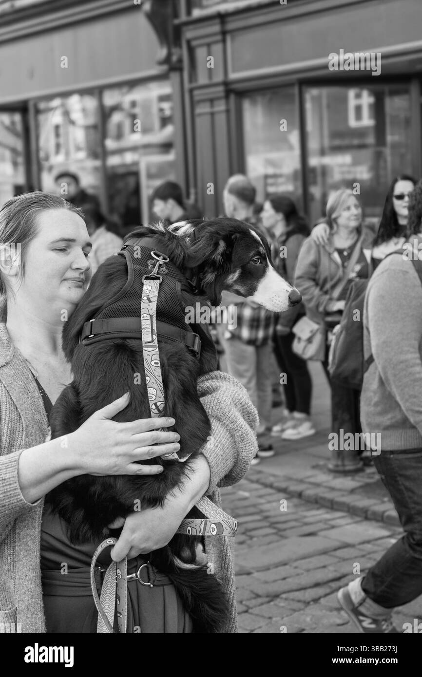 Una donna proprietaria di un cane sta cullando un giovane cucciolo bernese in mezzo alla città di York, Yorkshire, Regno Unito. Foto Stock