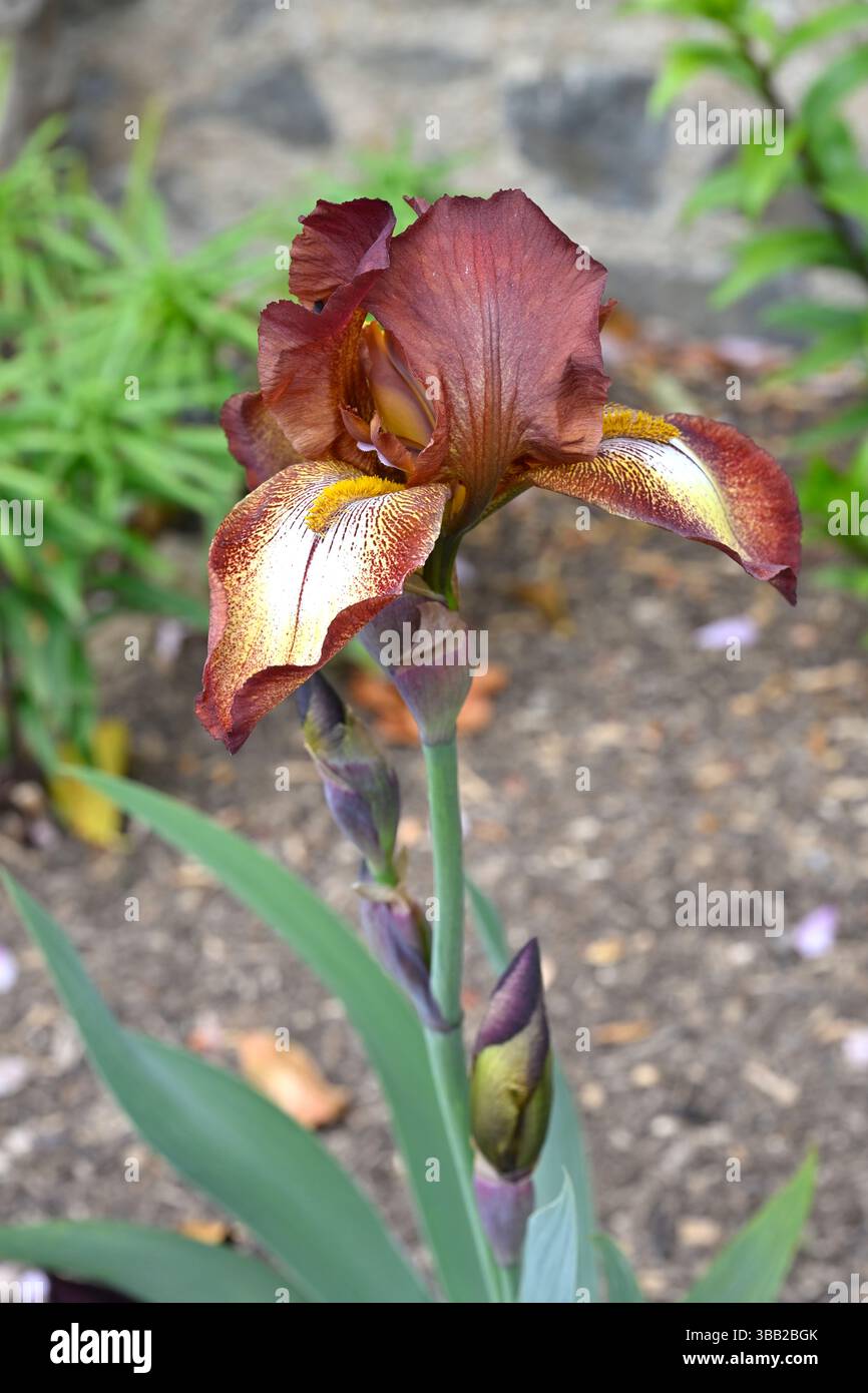 Iris barbuti di bronzo e marrone nel giardino del Regno Unito maggio Foto Stock
