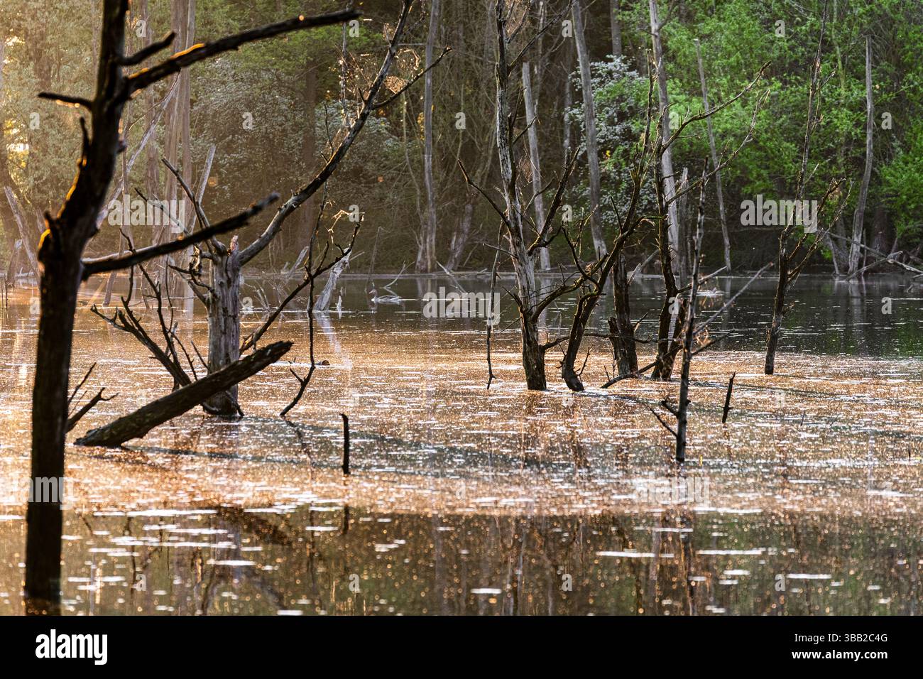 Paesaggio pianeggiante alluvionale nella riserva naturale di Bislicher Insel Foto Stock