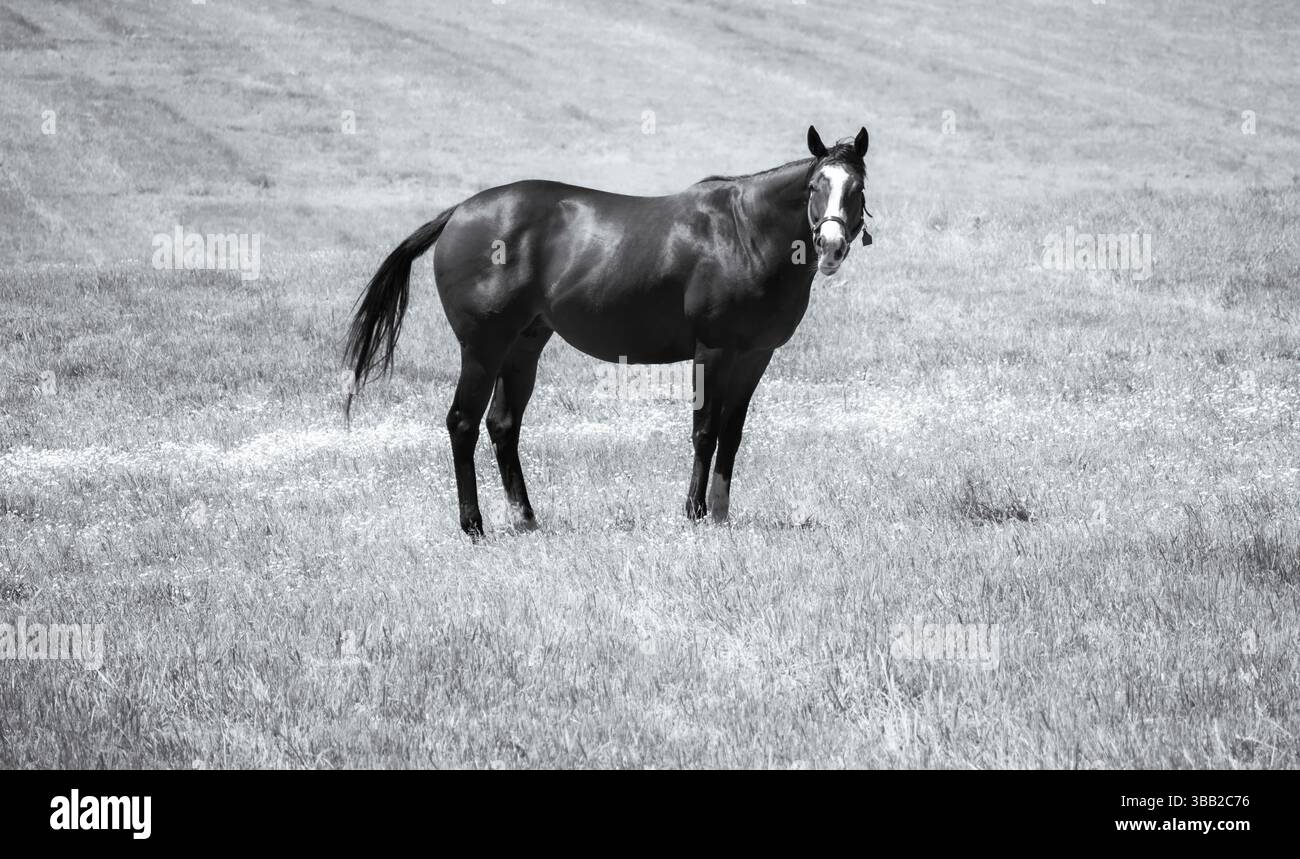 Un cavallo solitario si erge adagiato in un pascolo illuminato dal sole e la sua struttura muscolosa risplende anche in bianco e nero. Foto Stock