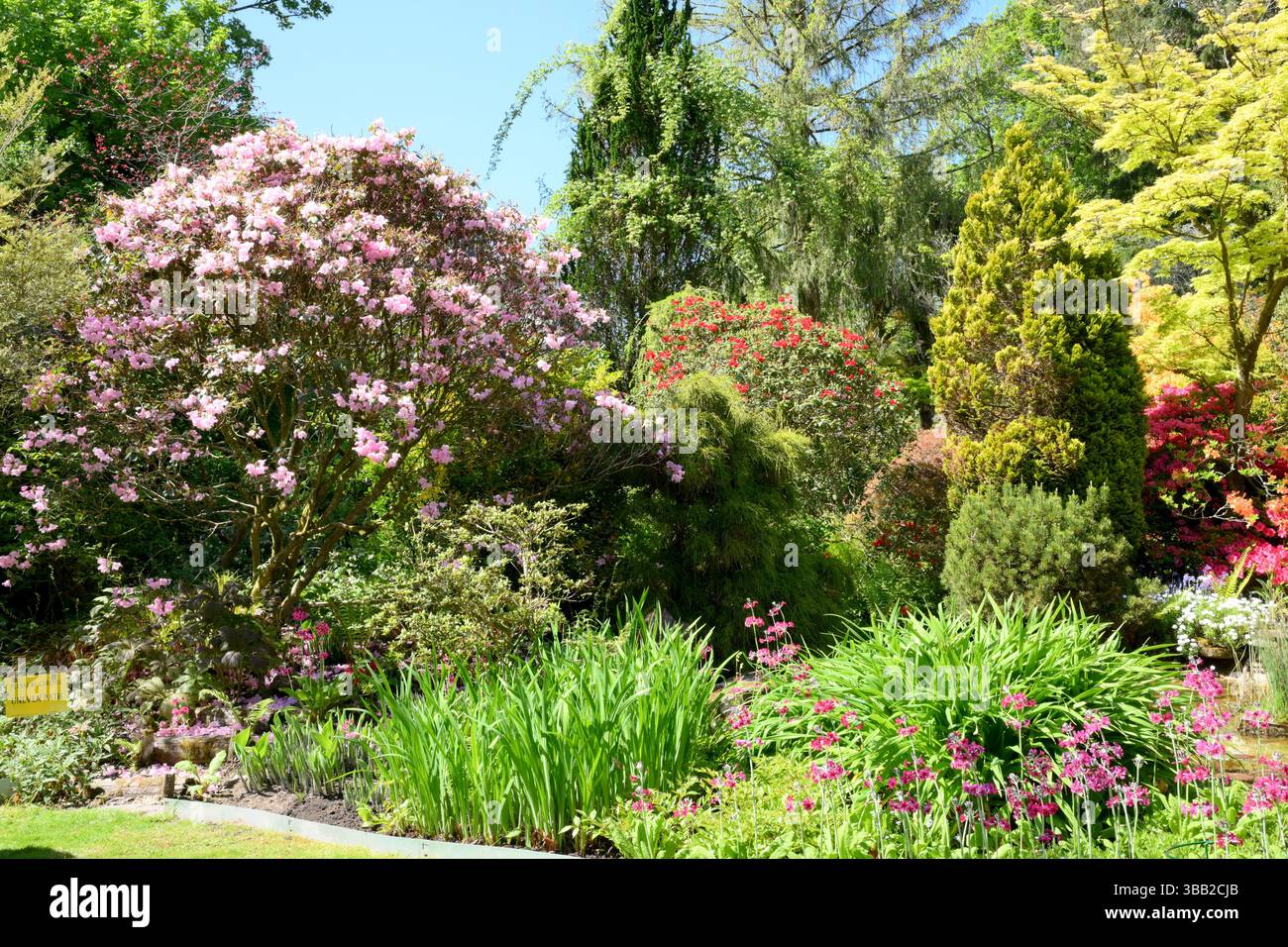 Giardino a livelli squisitamente piantato con conifere, aceri, azalee e giardino acquatico. Giardino di campagna Galles meridionale Foto Stock