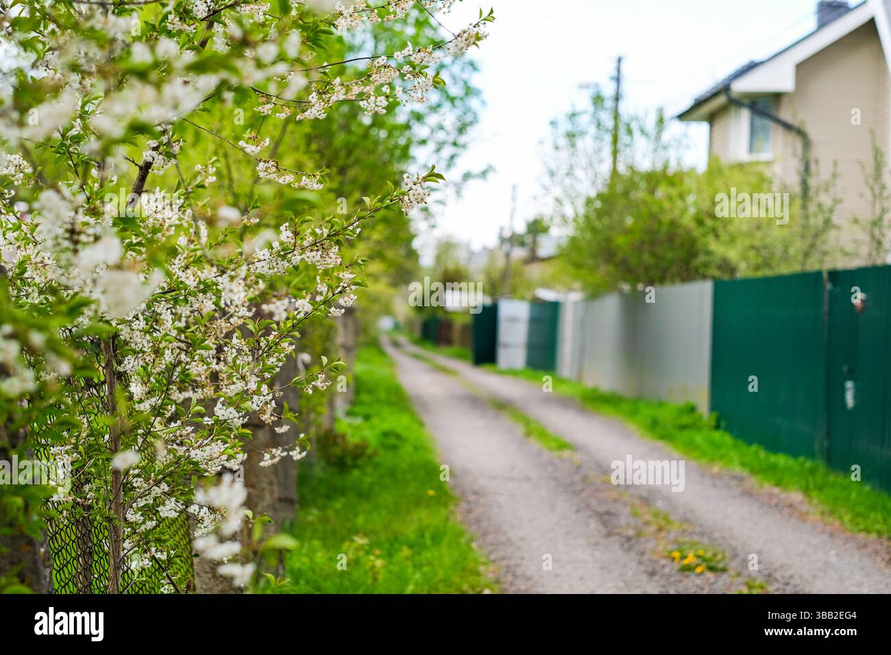 mosca, russia, 10.05.2025 Una strada con una recinzione sul lato e un albero con fiori bianchi. La strada è vuota e la recinzione è verde Foto Stock