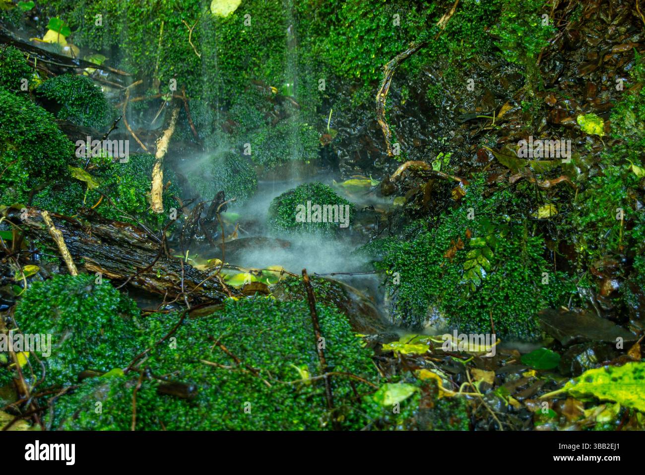 Una tranquilla foresta caratterizzata da un piccolo ruscello che scorre attraverso lussureggianti muschi verdi e fogliame. La nebbia sorge dall'acqua, creando un'atmosfera tranquilla. Foto Stock