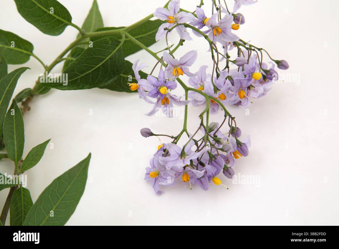 Woody Nightshade (Solanum Dulcamara) in Flower nella stessa famiglia di Deadly Nightshade (Belladonna), ma non come tossico Foto Stock