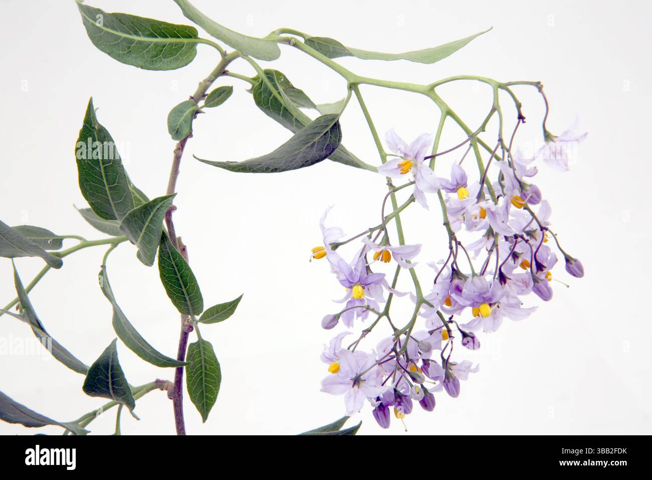 Woody Nightshade (Solanum Dulcamara) in Flower nella stessa famiglia di Deadly Nightshade (Belladonna), ma non come tossico Foto Stock