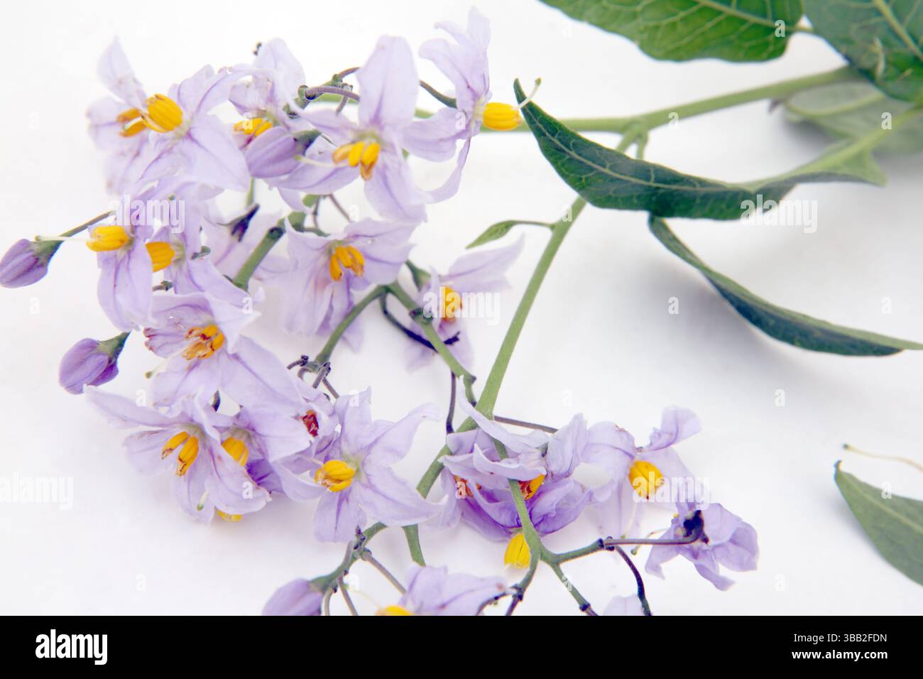 Woody Nightshade (Solanum Dulcamara) in Flower nella stessa famiglia di Deadly Nightshade (Belladonna), ma non come tossico Foto Stock