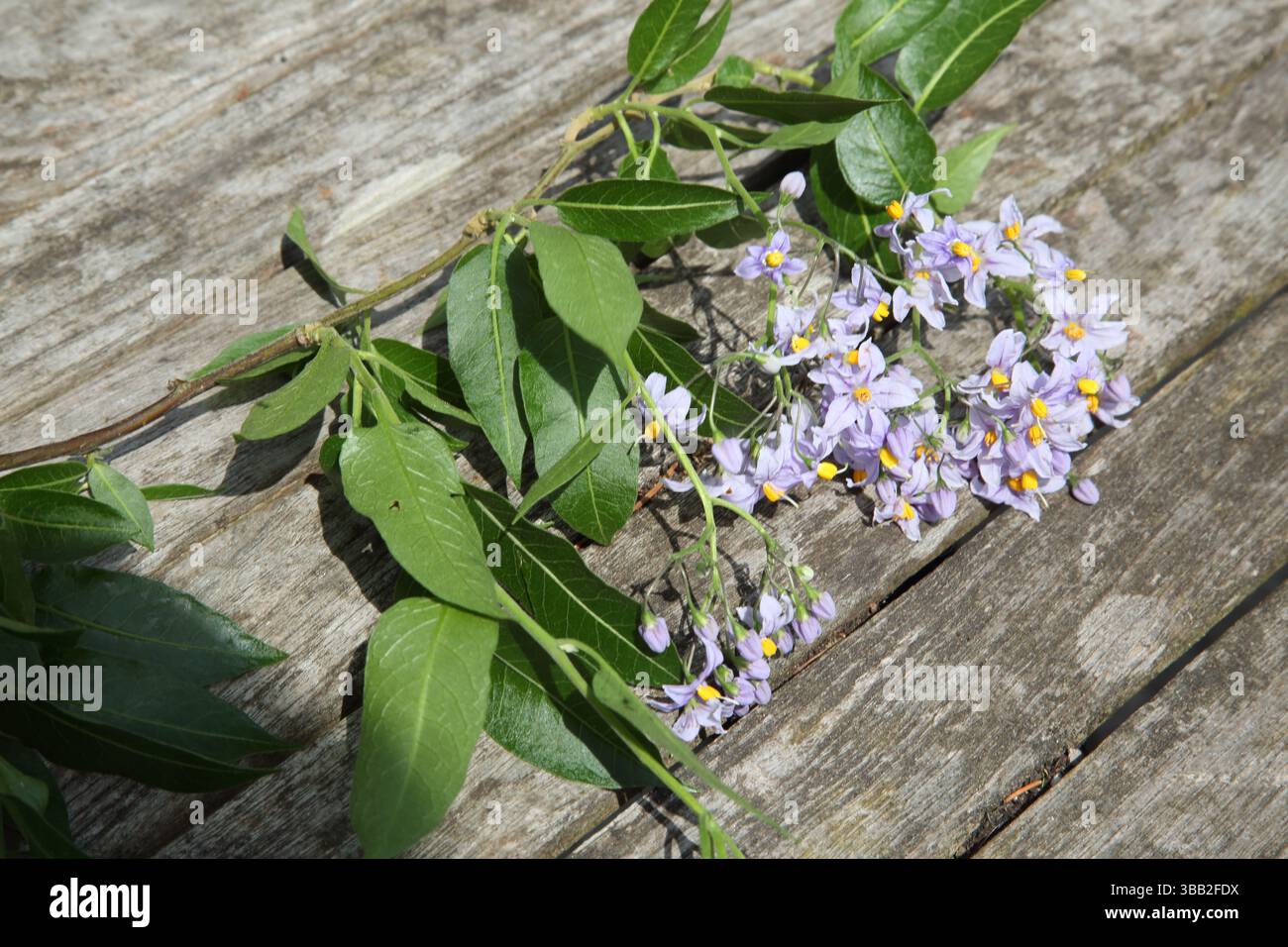 Woody Nightshade (Solanum Dulcamara) in Flower nella stessa famiglia di Deadly Nightshade (Belladonna), ma non come tossico Foto Stock