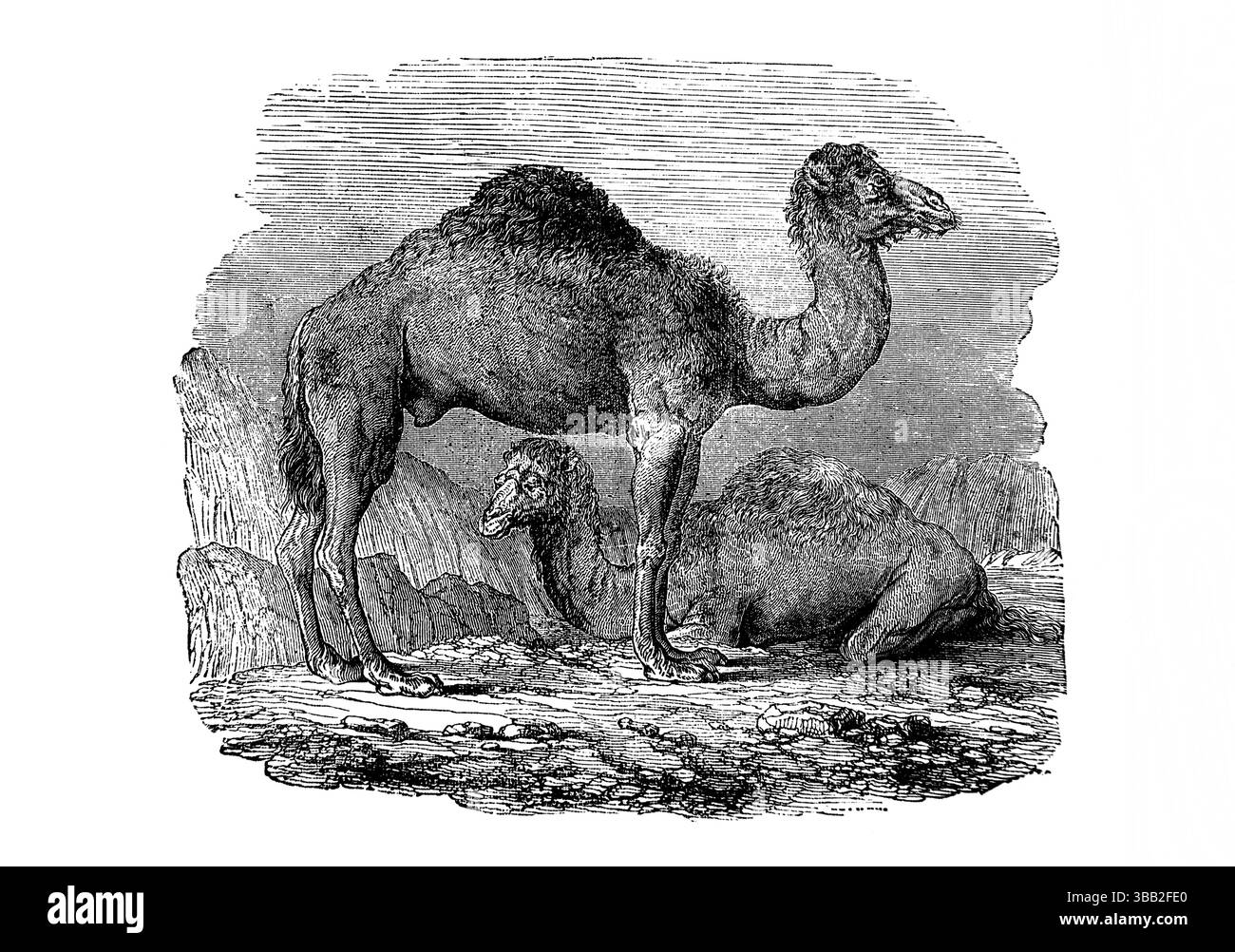 Dromedaries (cammelli arabi) dell'Antica Ottocento la Sacra Bibbia contenente l'Antico e il nuovo Testamento con note esplicative, riferimenti e a Foto Stock