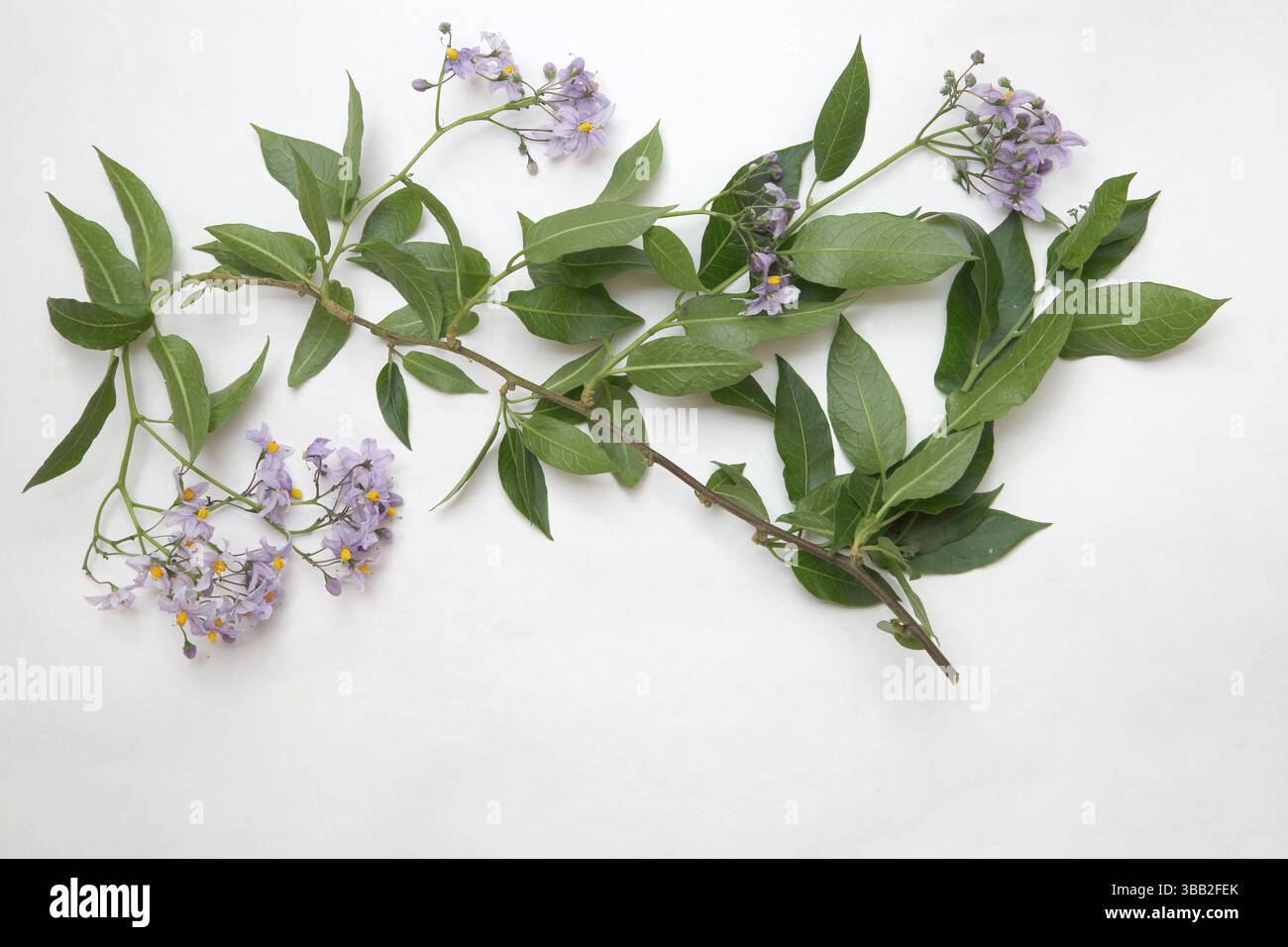 Woody Nightshade (Solanum Dulcamara) in Flower nella stessa famiglia di Deadly Nightshade (Belladonna), ma non come tossico Foto Stock