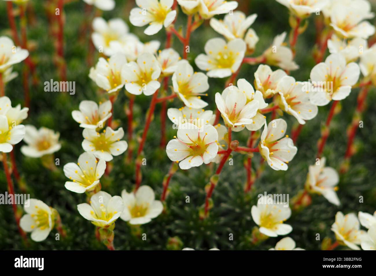 Fiori di Sassonia. Sassifrage Saxifraga Cream Seedling. Foto Stock